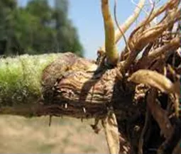 Root rot